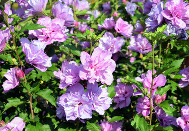 1000 BULK Mixed Colors ROSE Of SHARON HIBISCUS Syriacus Flower Tree Shrub Seeds